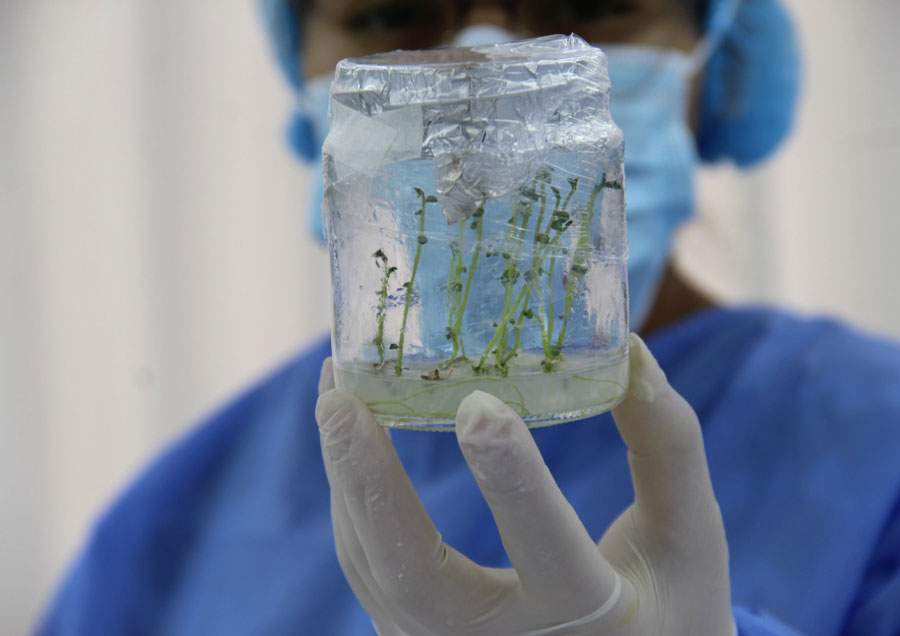 Produccion de plantulas in vitro